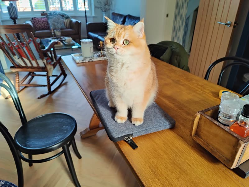 A ginger and white cat sitting on a grooming mat on a dining table at home