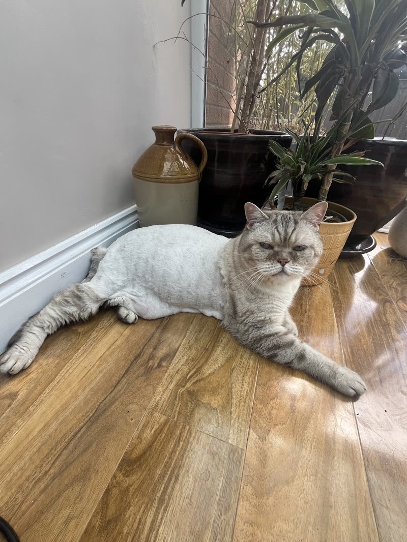A freshly lion-clipped grey and white cat stretched out on a wooden floor by a window