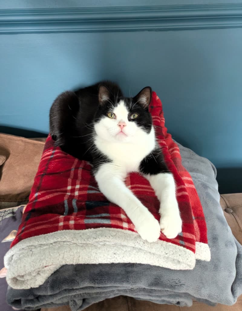 A black and white cat resting on folded tartan and grey blankets against a teal wall
