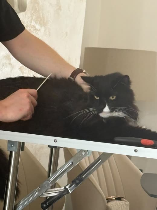 A groomer's hands working on a black and white long-haired cat on a grooming table