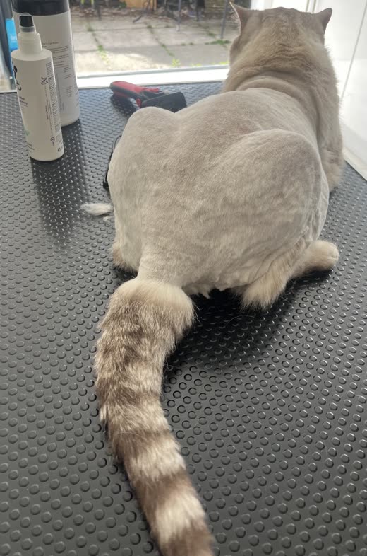 A freshly clipped cream cat on a grooming mat, trimmed coat and plumed tail