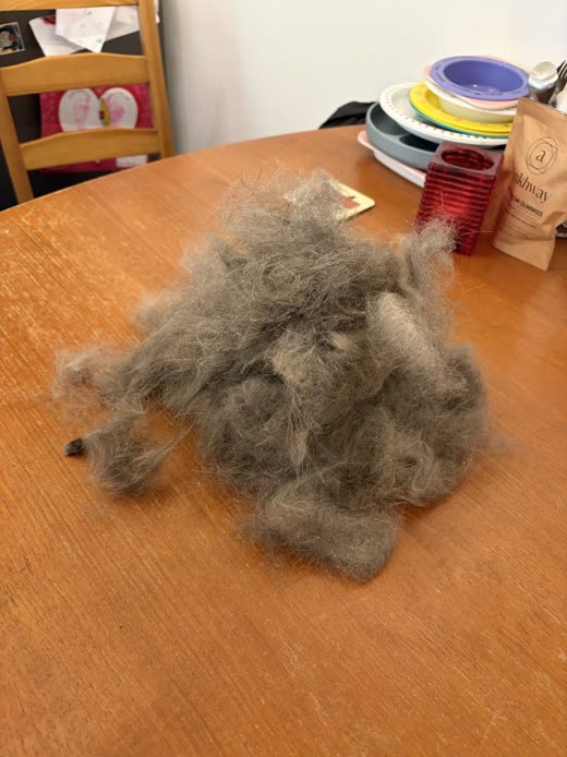 A large pile of grey fur removed from a cat during a de-shed