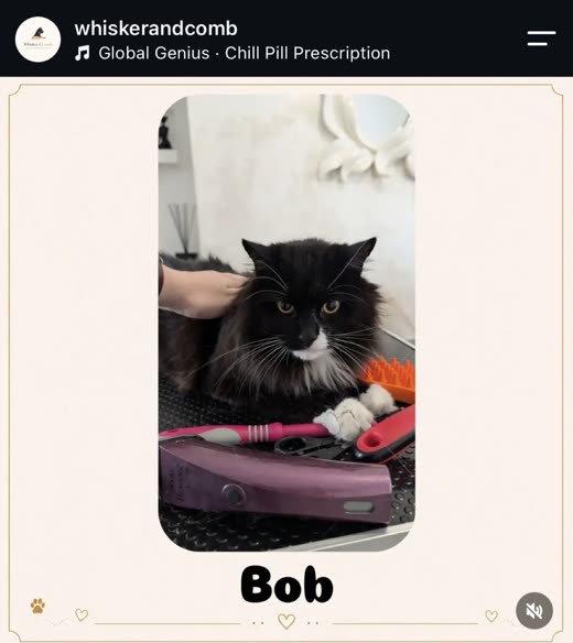 A long-haired black and white cat on a grooming mat beside brushes and clippers