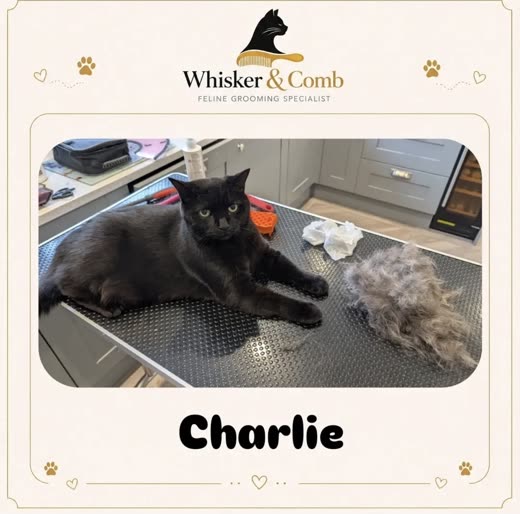 A black cat on a grooming table next to the fur removed from his coat